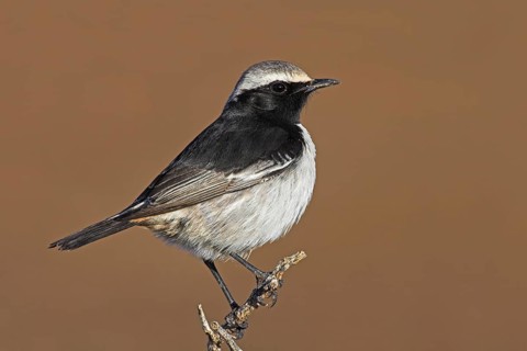 Red-rumped Wheatear (Oenanthe moesta) male, Morocco, Africa