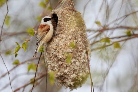 Eurasian Penduline Tit (Remiz pendulinus) female at nest, Poland, Europe