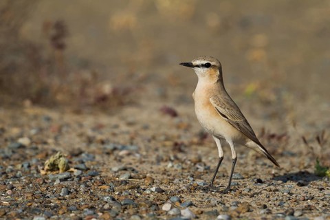 Isabelline Wheatear (Oenanthe isabellina), Oman, Asia