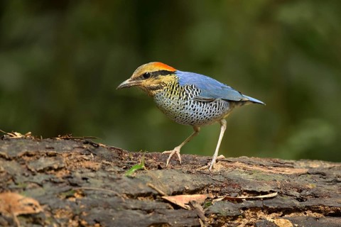 Blue Pitta (Hydrornis cyaneus) male perched on an old tree trunk, Kaeng Krachan, Thailand, Asia