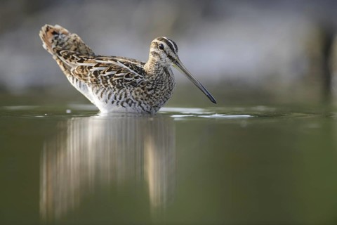 Common Snipe (Gallinago gallinago), Thuringia, Germany, Europe