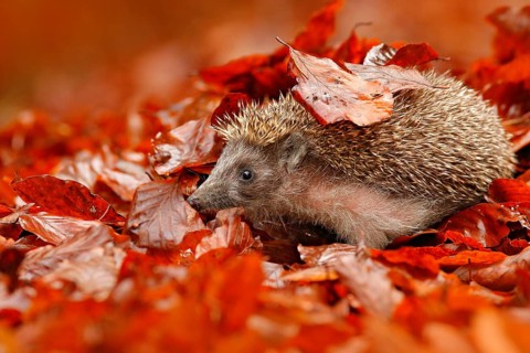 European Hedgehog, Erinaceus europaeus, on a green moss at the forest, photo with wide angle.