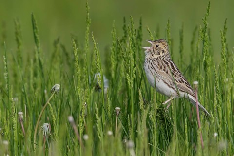Baird's Sparrow (Ammodramus bairdii) perched on a branch in Alberta, Canada, North America