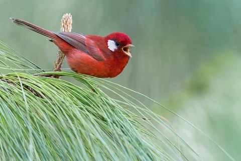 Red Warbler (Cardellina rubra) perched on a branch in Oaxaca, Mexico, Central America