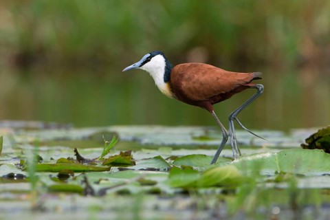African Jacana (Actophilornis africanus) foraging, Uganda, Africa
