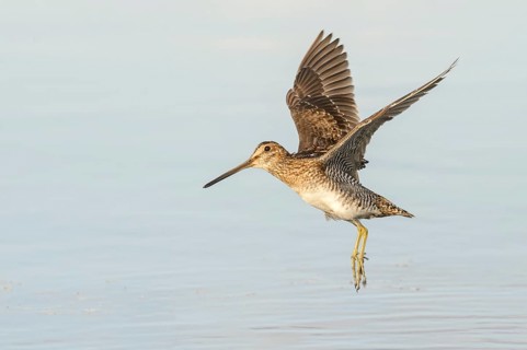 Wilson's Snipe (Gallinago delicata) flying, British Columbia, Canada, North America