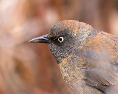Rusty Blackbird, Euphagus carolinus, in winter plumage, close-up in Saskatoon, Saskatchewan