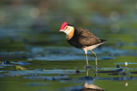 Comb-crested Jacana (Irediparra gallinacea), Queensland, Australia, Oceania