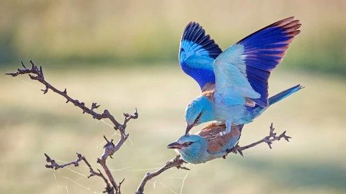 European Roller (Coracias garrulus) pair mating, Hungary, Europe