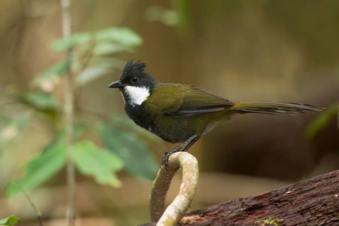 Eastern Whipbird (Psophodes olivaceus) perched on a branch, Queensland, Australia, Oceania