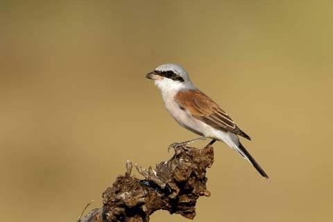 Grauwe Klauwier man zittend op stam, Red-backed Shrike male sitting on branch
