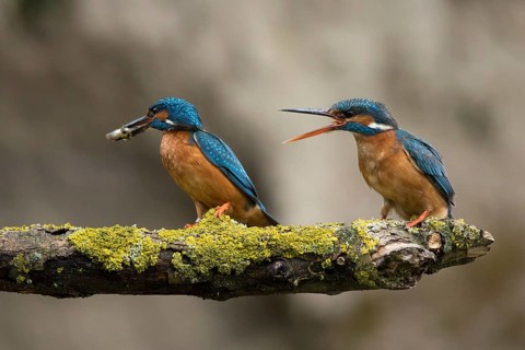 Ijsvogel, Kingfisher, Alcedo atthis ispida