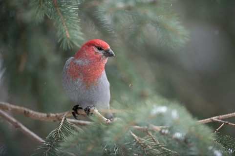 Pine Grosbeak (Pinicola enucleator) male perched on a branch, Wyoming, USA, North America