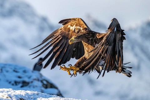 White-tailed eagle (Haliaeetus albicilla), in flight, Lofoten, Norway, Europe