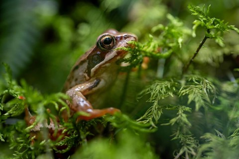 Grass frog (Rana temporaria) in moss, close-up, Tyrol, Austria, Europe