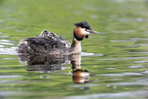 Great Crested Grebe (Podiceps Scalloped ribbonfish) with juveniles, Emsland, Lower Saxony, Germany,