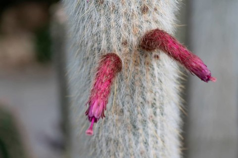 Blossoms of the silver candle cactus (Cleistocactus strausii), Botanical Garden, Erlangen, Middle