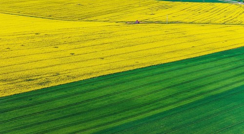 Rape field in bloom with a small house. Landscape near Dornstadt Baden-Württemberg, Germany, Europe