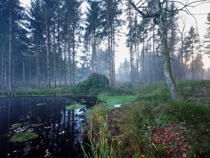 Ballmoos forest reserve, raised bog in the fog, Lieliwald, Lindenberg, Horben, Canton Lucerne,