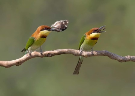 Chestnut-headed Bee-eater (Merops leschenaulti) perched on a branch, Penang, Malaysia, Asia