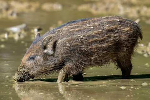 Wild boar (Sus scrofa) squeaker foraging in the mud of puddle in forest in spring