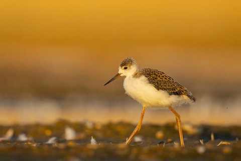 Black-winged Stilt (Himantopus himantopus) juvenile foraging, North Rhine-Westphalia, Germany,