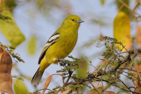 Marshall's Iora (Aegithina nigrolutea), India, Asia