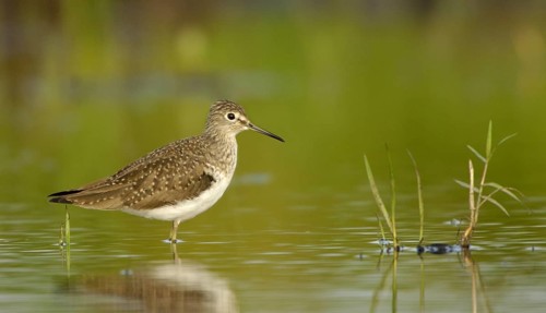 Solitary Sandpiper (Tringa solitaria), Texas, USA, North America