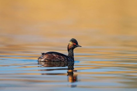Black-necked Grebe (Podiceps nigricollis), Baden-Wuerttemberg, Germany, Europe