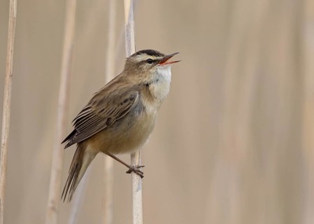 Sedge Warbler (Acrocephalus schoenobaenus) singing in reedbed, Wales, United Kingdom, Europe