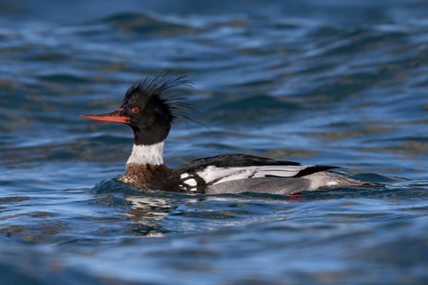 Red-breasted Merganser (Mergus serrator) male, Alaska, USA, North America