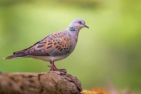European Turtle Dove (Streptopelia turtur), Hungary, Europe