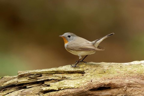 Red-breasted Flycatcher sitting in a tree at the Hoge veluwe Netherlands