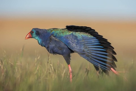 African Swamphen (Porphyrio madagascariensis) stretching leg and wings, Gauteng, South Africa,