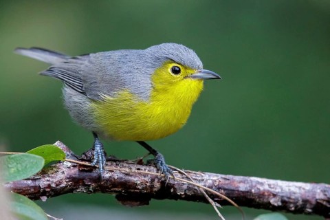 Oriente Warbler (Teretistris fornsi) perched on a branch in Cuba