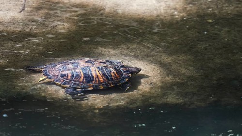 Yellow-cheeked tortoise (Trachemys scripta scripta), resting on a rock by the water, peaceful
