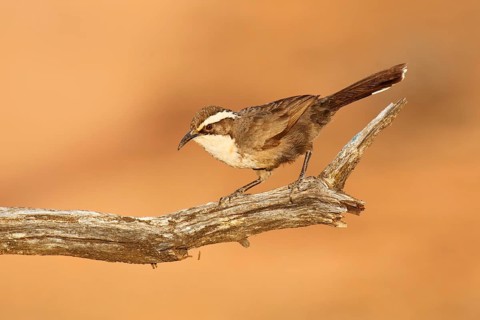 White-browed Babbler (Pomatostomus superciliosus), Victoria, Australia, Oceania