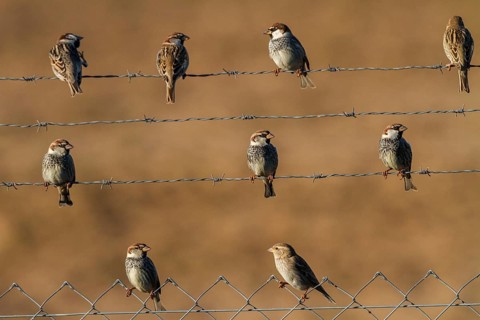 Spanish Sparrow (Passer hispaniolensis) male and female, Andalusia, Spain, Europe