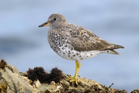 Surfbird (Calidris virgata), British Columbia, Canada, North America
