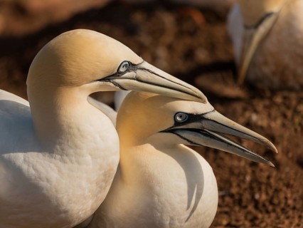 Northern Gannet (Morus bassanus) pair displaying, Schleswig-Holstein, Germany, Europe