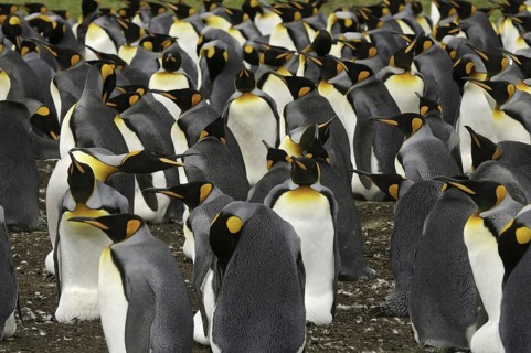 King Penguin (Aptenodytes patagonicus), Falkland Islands, South America