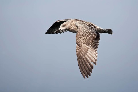 European Herring Gull (Larus argentatus) juvenile flying, Baltic Sea, Germany, Europe