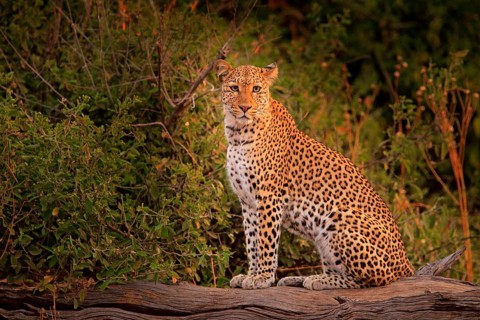African Leopard, Panthera pardus shortidgei, Hwange National Park, Zimbabwe. Wild cat Hidden