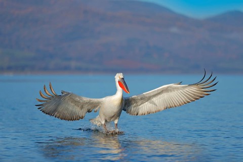 Bird landing to the blue lake water. Bird fly. Dalmatian pelican, Pelecanus crispus, landing in