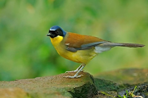 Blue-crowned laughingthrush or Courtois's laughingbird, Garrulax Dryonastes courtoisi. Blue, yelow