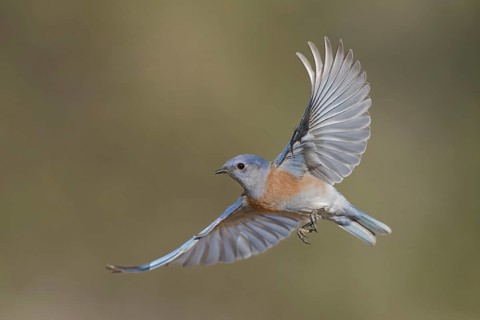 Western Bluebird (Sialia mexicana) male flying, California, USA, North America