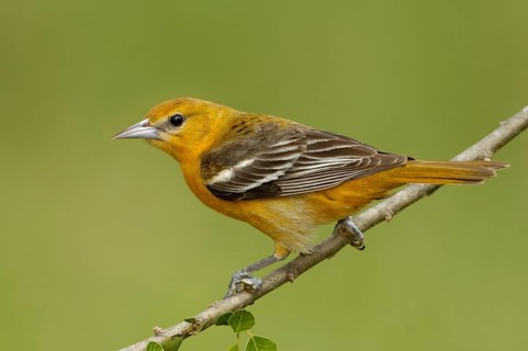 Baltimore Oriole (Icterus galbula) female, Texas, USA, North America