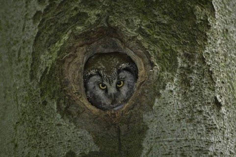 Boreal Owl (Aegolius funereus), Saxony, Germany, Europe