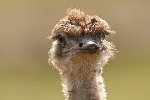 Common Ostrich (Struthio camelus) juvenile, Rhineland-Palatinate, Germany, Europe