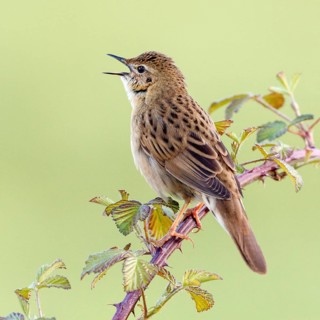 Common Grasshopper Warbler (Locustella naevia) singing, Asturias, Spain, Europe